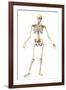 Male Human Skeleton in Dynamic Posture, Front View-null-Framed Art Print