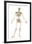 Male Human Skeleton in Dynamic Posture, Front View-null-Framed Art Print