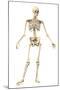 Male Human Skeleton in Dynamic Posture, Front View-null-Mounted Art Print