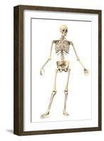 Male Human Skeleton in Dynamic Posture, Front View-null-Framed Art Print