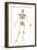 Male Human Skeleton in Dynamic Posture, Front View-null-Framed Art Print