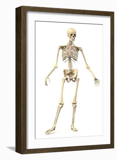 Male Human Skeleton in Dynamic Posture, Front View-null-Framed Art Print