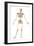 Male Human Skeleton in Dynamic Posture, Front View-null-Framed Art Print