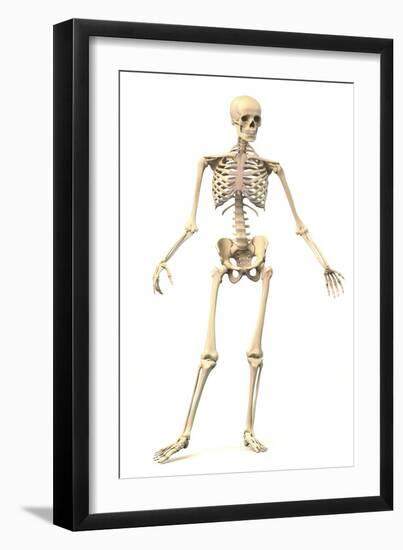 Male Human Skeleton in Dynamic Posture, Front View-null-Framed Art Print