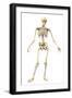 Male Human Skeleton in Dynamic Posture, Front View-null-Framed Art Print