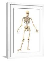 Male Human Skeleton in Dynamic Posture, Front View-null-Framed Art Print