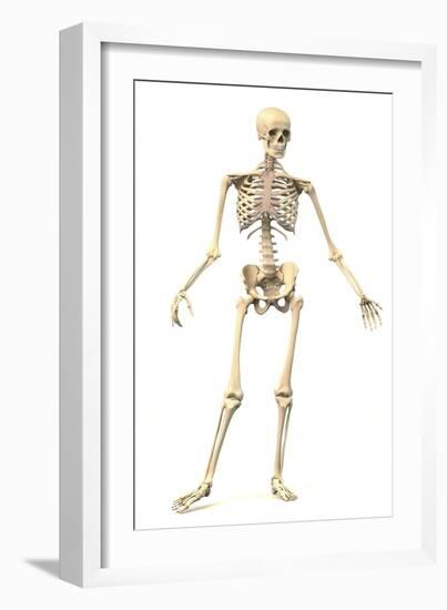 Male Human Skeleton in Dynamic Posture, Front View-null-Framed Art Print