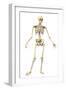 Male Human Skeleton in Dynamic Posture, Front View-null-Framed Art Print
