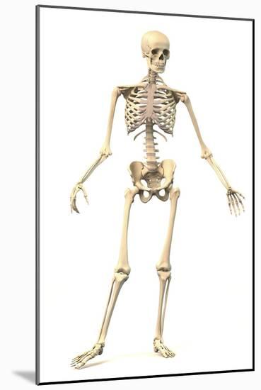 Male Human Skeleton in Dynamic Posture, Front View-null-Mounted Art Print