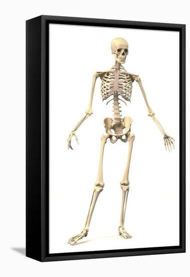 Male Human Skeleton in Dynamic Posture, Front View-null-Framed Stretched Canvas