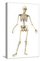 Male Human Skeleton in Dynamic Posture, Front View-null-Stretched Canvas