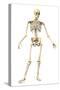 Male Human Skeleton in Dynamic Posture, Front View-null-Stretched Canvas