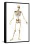 Male Human Skeleton in Dynamic Posture, Front View-null-Framed Stretched Canvas