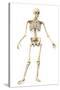 Male Human Skeleton in Dynamic Posture, Front View-null-Stretched Canvas