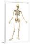 Male Human Skeleton in Dynamic Posture, Front View-null-Framed Art Print