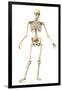 Male Human Skeleton in Dynamic Posture, Front View-null-Framed Art Print