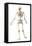 Male Human Skeleton in Dynamic Posture, Rear View-null-Framed Stretched Canvas