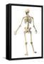 Male Human Skeleton in Dynamic Posture, Rear View-null-Framed Stretched Canvas