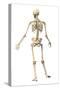 Male Human Skeleton in Dynamic Posture, Rear View-null-Stretched Canvas