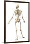 Male Human Skeleton in Dynamic Posture, Rear View-null-Framed Art Print