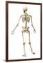 Male Human Skeleton in Dynamic Posture, Rear View-null-Framed Art Print