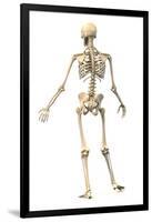 Male Human Skeleton in Dynamic Posture, Rear View-null-Framed Art Print