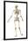 Male Human Skeleton in Dynamic Posture, Rear View-null-Framed Art Print