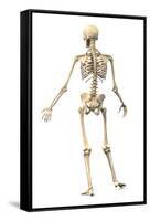 Male Human Skeleton in Dynamic Posture, Rear View-null-Framed Stretched Canvas