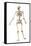 Male Human Skeleton in Dynamic Posture, Rear View-null-Framed Stretched Canvas