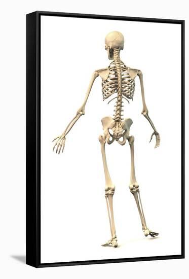 Male Human Skeleton in Dynamic Posture, Rear View-null-Framed Stretched Canvas