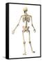 Male Human Skeleton in Dynamic Posture, Rear View-null-Framed Stretched Canvas