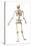 Male Human Skeleton in Dynamic Posture, Rear View-null-Stretched Canvas