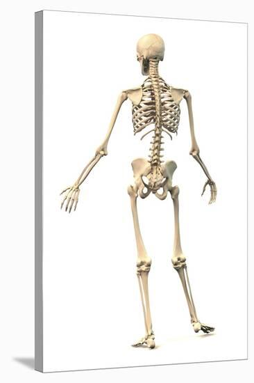 Male Human Skeleton in Dynamic Posture, Rear View-null-Stretched Canvas