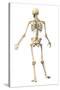 Male Human Skeleton in Dynamic Posture, Rear View-null-Stretched Canvas
