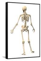 Male Human Skeleton in Dynamic Posture, Rear View-null-Framed Stretched Canvas