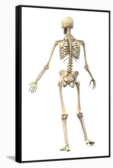 Male Human Skeleton in Dynamic Posture, Rear View-null-Framed Stretched Canvas