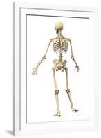 Male Human Skeleton in Dynamic Posture, Rear View-null-Framed Art Print