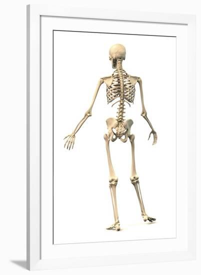 Male Human Skeleton in Dynamic Posture, Rear View-null-Framed Art Print