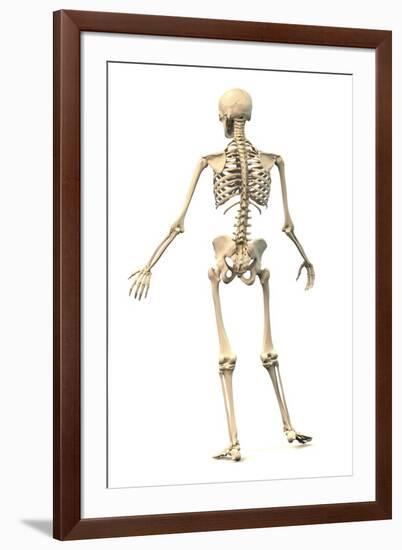 Male Human Skeleton in Dynamic Posture, Rear View-null-Framed Art Print