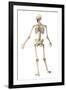 Male Human Skeleton in Dynamic Posture, Rear View-null-Framed Art Print