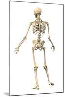 Male Human Skeleton in Dynamic Posture, Rear View-null-Mounted Art Print
