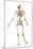 Male Human Skeleton in Dynamic Posture, Rear View-null-Mounted Art Print