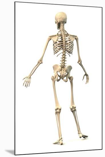 Male Human Skeleton in Dynamic Posture, Rear View-null-Mounted Art Print