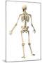 Male Human Skeleton in Dynamic Posture, Rear View-null-Mounted Art Print