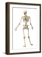 Male Human Skeleton in Dynamic Posture, Rear View-null-Framed Art Print