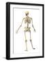 Male Human Skeleton in Dynamic Posture, Rear View-null-Framed Art Print