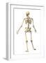 Male Human Skeleton in Dynamic Posture, Rear View-null-Framed Art Print