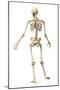 Male Human Skeleton in Dynamic Posture, Rear View-null-Mounted Art Print