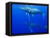 Male Humpback Whales Following Cow and Calf in Breeding Season-Paul Souders-Framed Stretched Canvas