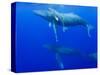Male Humpback Whales Following Cow and Calf in Breeding Season-Paul Souders-Stretched Canvas